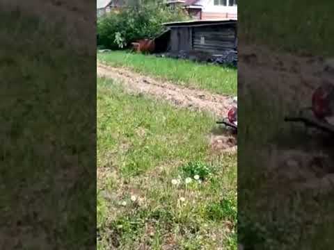 Брайт в деле