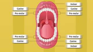 Types of Teeth and Structure of a Tooth | Macmillan Education India