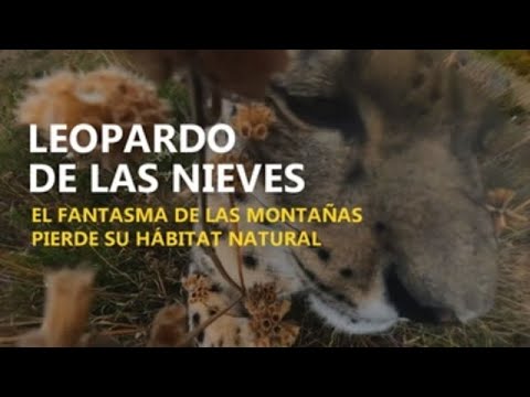 Video: ¿Dónde está el hábitat del leopardo de las nieves?