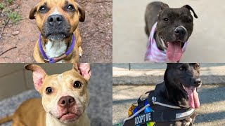 Charlotte animal shelter at max capacity, pleads for adoptions and fosters ‘before options run ou...