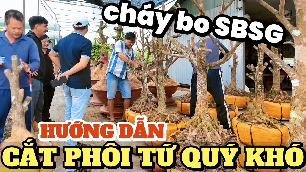 Hướng dẫn đóng thân cắt tạo dáng hàng loạt phôi tứ quý đẹp mới nhập - Hoàng Mai kín khách GL bo SBSG