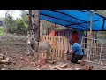 Organik Keçi Çiftliğinde Yaz sağım hazırlıkları başladı 🌿🐐🐏🌿