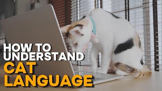 Is Your Cat Talking to You? Decode Cat Body Language (Simple Tricks!) / Cat World Academy by Cat World Academy 389 views 3 weeks ago 8 minutes, 50 seconds