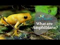 Amphibians: Fascinating Creatures of Two Worlds