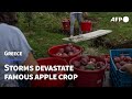 Storms devastate Greece&#39;s famous apple crop, threatening livelihoods | AFP