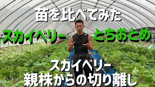 【いちご栽培　いちご農家】親株から切り離し作業　スカイベリー編