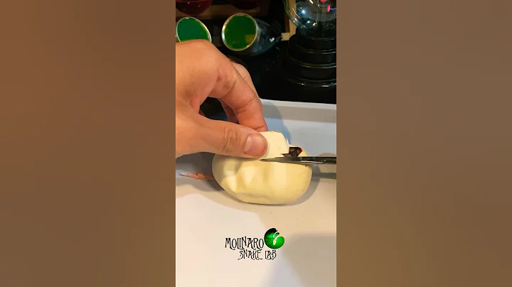 Ball python egg cutting! #molinarosnakelab #shorts #ballpythonbreeding #royalpythons #pythons #eggs