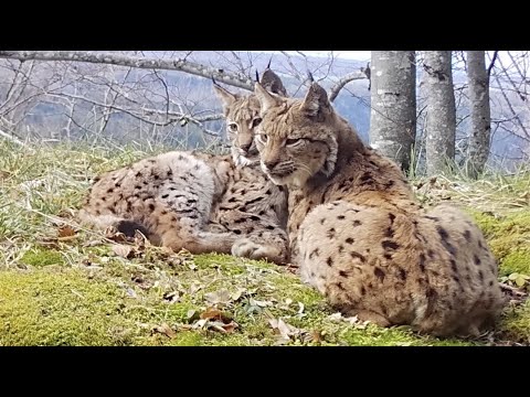 Vidéo: Où dorment les lynx ?
