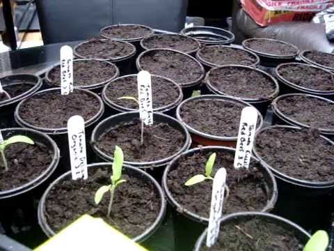transplanting tomato seedlings