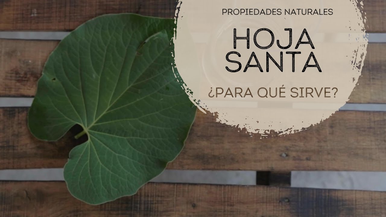 Descubre los usos sorprendentes de la hoja santa en la herbolaria