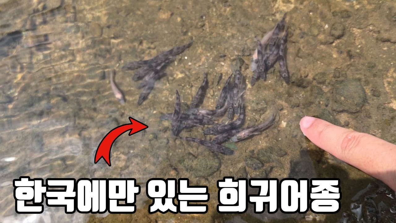 Latest Title & Thumbnail