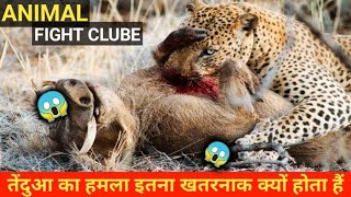 हिम तेंदुआ के बारें में रोचक तथ्य।। Interesting Fact About Snow Leopard।।Animals King 😱