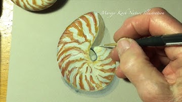 Nautilus Shell Watercolor and Gouache Painting Demonstration Time Lapse Speedpaint