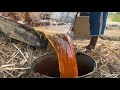 See how sugarcane juice is extracted and mae into gur