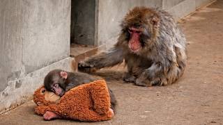 Download Lagu A Day in the Life of Punch | A Lazy Afternoon \u0026 A Mysterious Visitor MP3