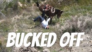 DID HE GET STOMPED!?  Mule Ranching Vlog #2