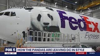 How are the pandas traveling to China?