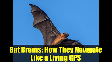 Bat Brains: How They Navigate Like a Living GPS | Wild Science Discovery