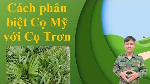 Cách phân biệt cây Cọ Mỹ với cây Cọ Trơn | Top Cây Giống