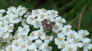 Wznosik Fabrycjusza - Anthophila Fabriciana