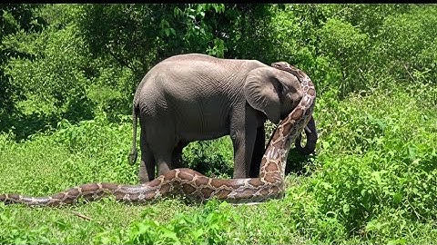 Giant python is wrapping itself around an elephant in African . Video Ai
