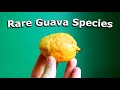 Narrow leaf guava review psidium striatulum  weird fruit explorer