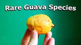 NARROW LEAF GUAVA Review (Psidium striatulum) - Weird Fruit Explorer