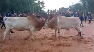 Jop u Brian dungkha u Jol ia u Lieh dungkha u Hermon