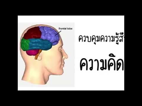 เพลงระบบประสาท ยิ่งรู้จักยิ่งรักเธอ (ใช้จริง)