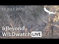 WILDwatch Live | 19 July, 2021 | Morning Safari | South Africa