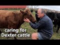 raising Dexter cattle for beef: everything you ever wanted to know