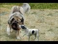 Bull Terrier Attacks a Caucasian Shepherd!!!