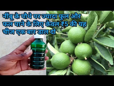 वीडियो: सुगंधित बगीचे के लिए उज्ज्वल विचार: फल और बेरी सुगंध वाले पौधे