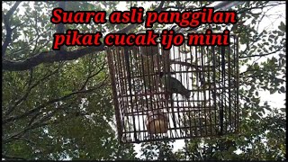 Suara asli panggilan pikat cucak ijo mini memanggil burung liar