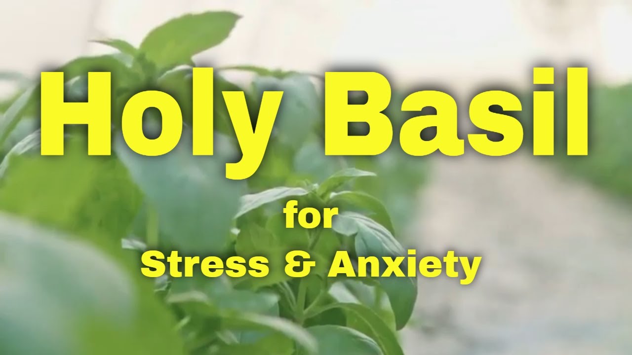 Holy Basil Benefits for Stress and Anxiety Why Tulsi is the queen of