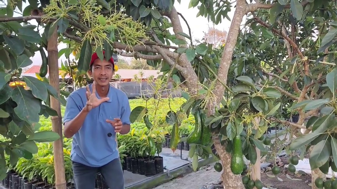 Menentukan Perawatan Utama Antara Buah dan Bunga Alpukat Dalam Satu Pohon👍