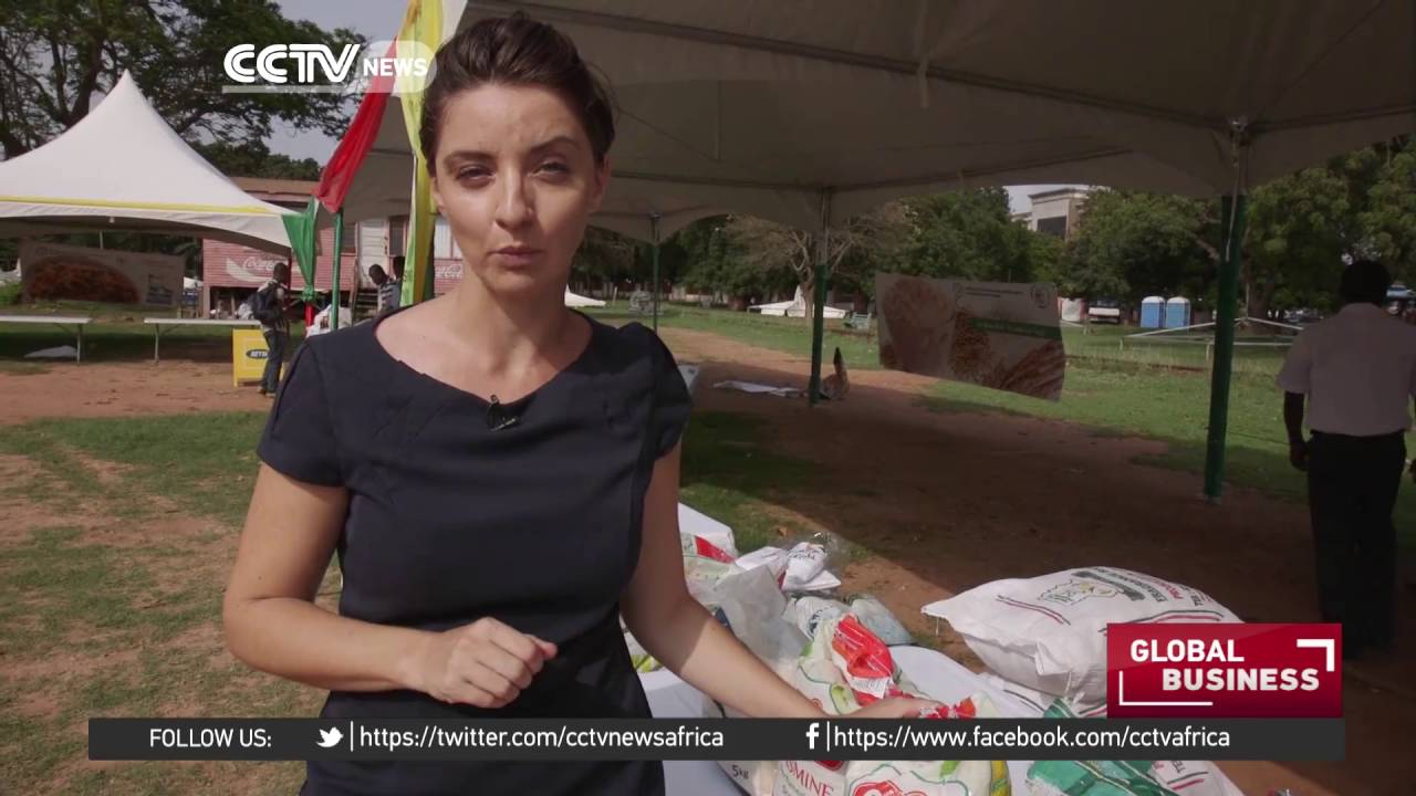 Ghana's rice producers looks to modify, improve local varietals YouTube