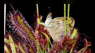 Download Lagu Plants with Bite | Sticky Leaf Traps MP3