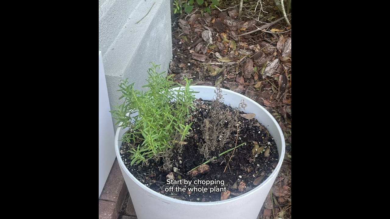 Bringing my rosemary back to life 