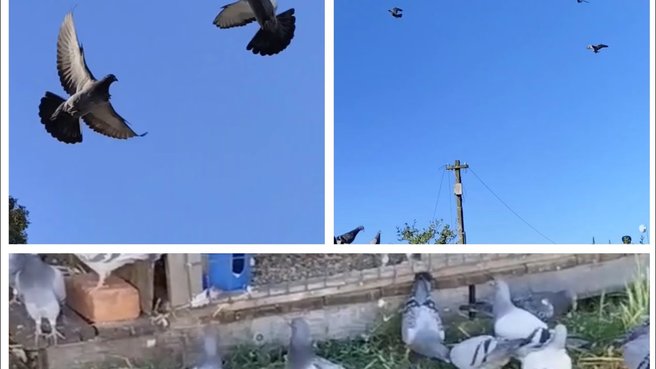 Out & about in the wind ... Pigeon racing with TFB ELLIS