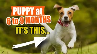 Your PUPPY at 6 to 9 MONTHS Of Age🐶🧍‍♂️ by Veterinary Network 145 views 3 weeks ago 4 minutes, 7 seconds