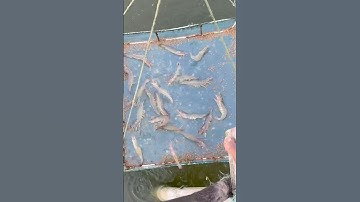 Vannamei Fish 🎣 Part - 370 New Video Like Share Comment #fish #fishing #shorts