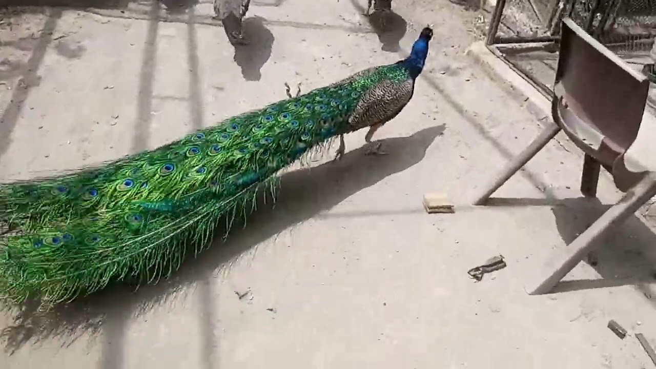 03314268317 peacock for sale | mor ke bachhe | peacock hatching eggs | green java breeder peacock