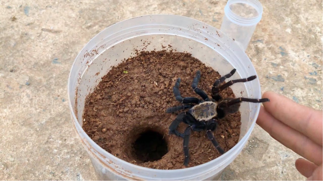 Create a simple burrow for spiders - YouTube