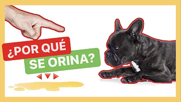 ¿Por qué orinaría un perro sobre una persona?