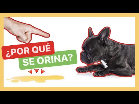 فيديو: Qu Por Qué Mi Perro Orina Cuando Alguien Toca la Puerta؟