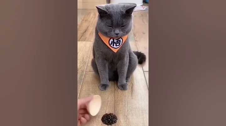 Watch the video about Watch funny cat video 2023