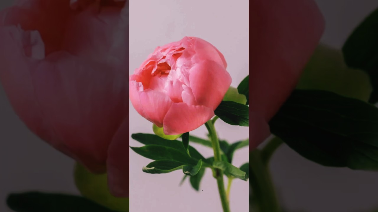 #10 Happy Rose Day 🌹 