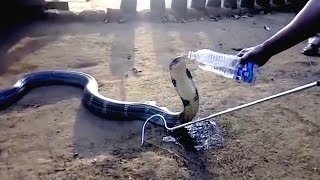 Un cobra assoiffé a rampé vers des gens pour leur demander de l'aide.