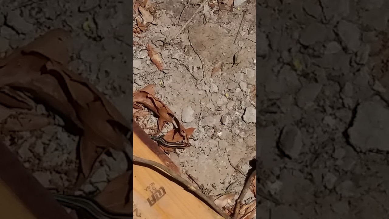 camera iphone 8 plus apk Small skink part 2. It just had a spider!